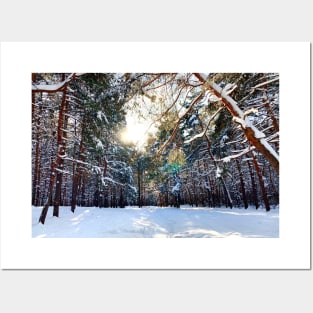 View at the Sormovsky Park in Nizhny Novgorod with sun, thicket, pine trees, foliage Posters and Art